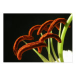 Lily Pollen Macro ATC Photo Card Business Cards