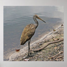 Limpkin on Canvas Print