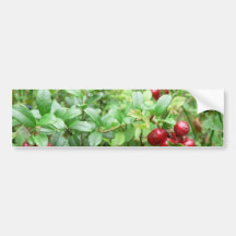 Lingonberries In Bush Bumper Stickers