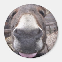 Linha Animal - Arre burriquito Ímans