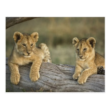 Lion cubs on log, Panthera leo, Masai Mara, Post Card