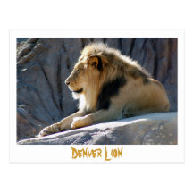 lion, Denver Lion Postcard