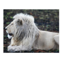 Lion in repose custom invitation