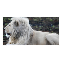 Lion in repose photo card template