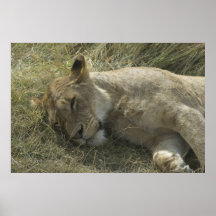 Lion in Tanzania Poster