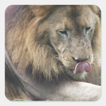 Lion Licking His Chops! Square Stickers