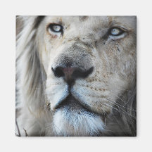 Lion listens to my heartbeat magnets