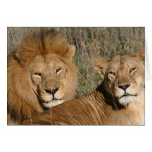 Lion Love - Card