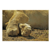 Lion Paws Art Photo