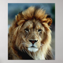 Lion Posters