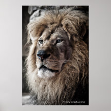 Lion Posters