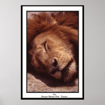Lion - Serengeti National Park Tanzania Posters