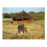 Lioness in Namibia Postcard