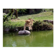 Lioness Postcard