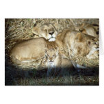 Lions and cub in Botswana Africa Greeting Card