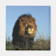 Lions in the Wild Gifts and Tees Refrigerator Magnet