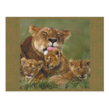 Lions in the Wild Gifts and Tees Post Cards