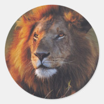 Lions in the Wild Gifts and Tees Round Sticker