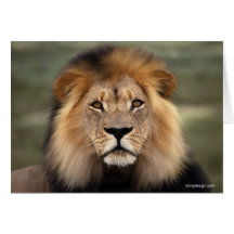 Lions Photograph Greeting Cards