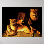 Lions Posters