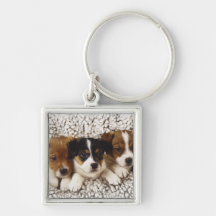 Litter of puppies key chain