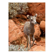 Little Big Horn Post Cards