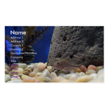 Little Fish Business Card