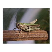 Little Green Grasshopper Postcards