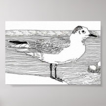 Little Gull Print