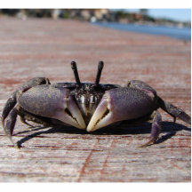 Little Mud Crab Pin Photo Cut Out