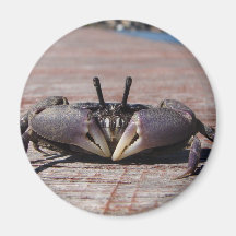 Little Mud Crab Refrigerator Magnets