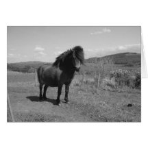Little Pony Greeting Cards