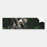 Little rascals coati - lemur bumper stickers