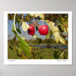 Little Red Apples Print