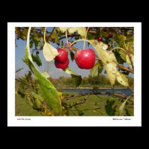 Little Red Apples posters