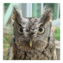 Little Screech Owl / Bujo pequeño Custom Announcement