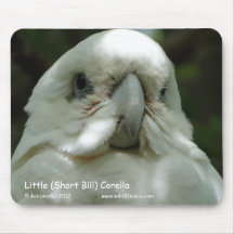 Little (Short Bill) Corella Mouse Pads