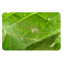 Little Spider Premium Magnet