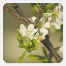Little white flowers on a branch with green leafs square stickers