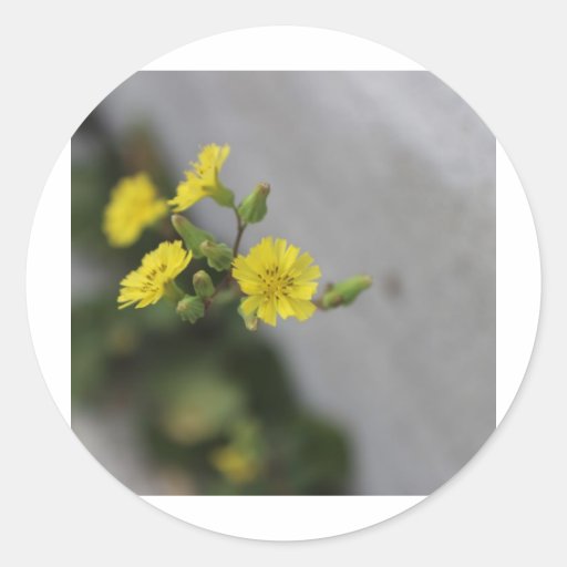 Little Yellow Flower #2 Round Sticker