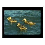 Litty Ducky Postcard