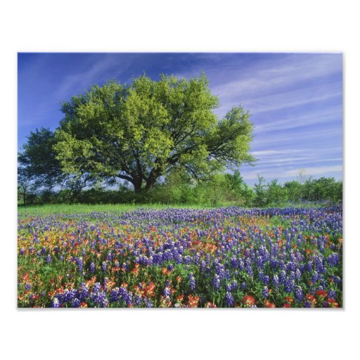 Live Oak & Texas Paintbrush, and Texas Photo