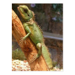 Lizard Climbing a Tree Postcard