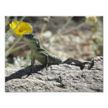 Lizard Photo Print
