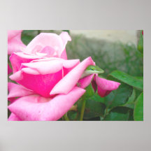 Lizard Poster 02