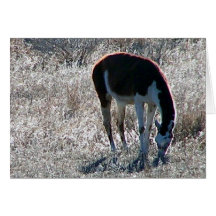 Llama Greeting Card