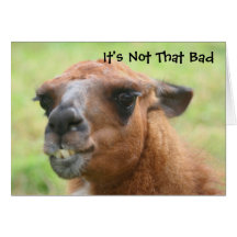 Llama Humourous 30th Birthday Greeting Card