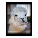 Llama Postcard