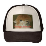 LLama, They say hair is over rated! Your havi... Hat