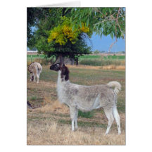 Llamas Card